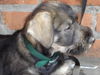 Riesenschnauzer Foto: silver-senator zarah mit 8 wochen (ID 24965) Riesenschnauzer Hund