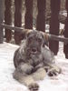 Riesenschnauzer Foto: silver-senator zarah der 1. schnee (ID 26971) Riesenschnauzer Hund