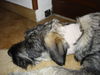 Riesenschnauzer Foto: zarah hat halsweh (ID 27048) Riesenschnauzer Hund