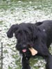 Riesenschnauzer Foto: 12 Monate alter Riesenschnauzerrüde namens (ID 4124) Riesenschnauzer Hund