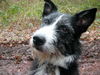 Riesenschnauzer Foto: Bonny unser Schnauzermix (ID 24594) Riesenschnauzer Hund