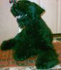 Riesenschnauzer Foto: Commander aus Amerika (ID 18283) Riesenschnauzer Hund