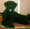 Riesenschnauzer Foto: Commander aus Amerika (ID 18282) Riesenschnauzer Hund
