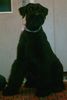 Riesenschnauzer Foto: Commander aus Amerika (ID 18280) Riesenschnauzer Hund