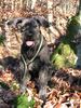 Riesenschnauzer Foto: Alpha (ID 17748) Riesenschnauzer Hund