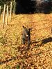 Riesenschnauzer Foto: Alpha gibt Gas (ID 17749) Riesenschnauzer Hund