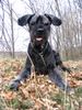 Riesenschnauzer Foto: Alpha, mal anders gesehen (ID 17583) Riesenschnauzer Hund
