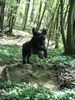 Riesenschnauzer Foto: von wegen alter Hund (Alpha, 13 Jahre alt) (ID 20662) Riesenschnauzer Hund