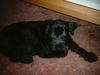 Riesenschnauzer Foto: Bonny (10Jahre) nach Spaziergang (ID 10081) Riesenschnauzer Hund