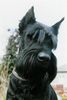 Riesenschnauzer Foto: Ingo (ID 14674) Riesenschnauzer Hund