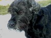 Riesenschnauzer Foto: Immer noch Schnee, ich will Frühling... (ID 29857) Riesenschnauzer Hund