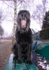 Riesenschnauzer Foto: Ich bin ein Riesenschnauzer (ID 30163) Riesenschnauzer Hund