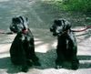 Riesenschnauzer Foto: man sieht, daß wir Geschwister sind. Oder? (ID 26681) Riesenschnauzer Hund