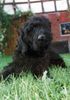 Riesenschnauzer Foto: Lucy als Strubbelbaby noch gänzlich ungetrimmt/geschoren (ID 3953) Riesenschnauzer Hund