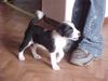 Riesenschnauzer Foto: Hallo ich bin BUDDY schaut mal auf dieser seite http://www.hw-finking.de/ dann weist ihr warum ich so heisse (ID 19854) Riesenschnauzer Hund