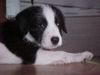 Riesenschnauzer Foto: Hallo ich bin BUDDY schaut mal auf dieser seite http://www.hw-finking.de/ dann weist ihr warum ich so heisse (ID 19853) Riesenschnauzer Hund
