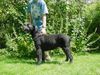 Riesenschnauzer Foto: Alpha, 13 Jahre (ID 15467) Riesenschnauzer Hund