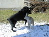 Riesenschnauzer Foto: Tobi (10)u. Bagira (2) beim Frühjahrstango (ID 30007) Riesenschnauzer Hund
