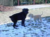 Riesenschnauzer Foto: Tobi (10)u. Bagira (2) (ID 30006) Riesenschnauzer Hund