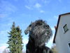 Riesenschnauzer Foto: Frühling wo bist du ? (ID 29856) Riesenschnauzer Hund