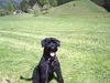 Riesenschnauzer Foto: 'hera vom hatzbachtal' (ID 16285) Riesenschnauzer Hund