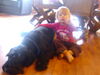 Riesenschnauzer Hund