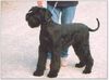 Riesenschnauzer Foto: RAYBANE von der Waldbachsenke mit 7 Monaten (ID 5528) Riesenschnauzer Hund