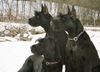 Riesenschnauzer Foto: Die Meute vom steirischen Bären (ID 10716) Riesenschnauzer Hund