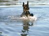 Riesenschnauzer Foto: Momentaufnahme von Rika (8 Monate) beim Schwimmen in der Donau (ID 5221) Riesenschnauzer Hund