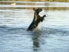 Riesenschnauzer Foto: Rika (8 Monate) beim Schwimmen in der Donau (ID 5220) Riesenschnauzer Hund