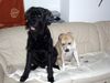Riesenschnauzer Foto: Tobi 9 Jahre mit seiner Liebsten:Bagira 1Jahr jung (ID 21558) Riesenschnauzer Hund