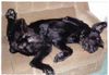 Riesenschnauzer Foto: Relaxen ist die schönste Beschäftigung der Welt...... (ID 23733) Riesenschnauzer Hund