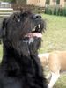 Riesenschnauzer Foto: Tobi: Ich tue alles was du willst....... (ID 23581) Riesenschnauzer Hund