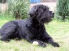 Riesenschnauzer Foto: Tobi 9 Jahre alt (ID 21540) Riesenschnauzer Hund