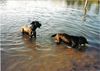 Riesenschnauzer Foto: Pack die Badehose ein...... (ID 23734) Riesenschnauzer Hund