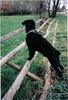Riesenschnauzer Foto: ...diesen Zaun habe ich nicht umgeworfen...ehrlich (ID 23735) Riesenschnauzer Hund