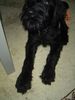 Riesenschnauzer Foto: Oh oh ich werde mal einer!! (ID 8025) Riesenschnauzer Hund