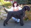 Riesenschnauzer Foto: Spitzenrüde Argos vom Lobbachtal (ID 20431) Riesenschnauzer Hund