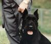 Riesenschnauzer Foto: Athos von der Kremserburg, Gendarmeriediensthund, Stmk (ID 2781) Riesenschnauzer Hund