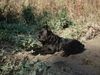 Riesenschnauzer Foto: Athos von der Kremserburg, Gendarmeriediensthund, Stmk (ID 2783) Riesenschnauzer Hund