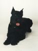 Riesenschnauzer Foto: Athos von der Kremserburg, Gendarmeriediensthund, Stmk (ID 2782) Riesenschnauzer Hund
