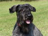 Riesenschnauzer Foto: tschiboline@web.de (ID 24415) Riesenschnauzer Hund