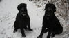 Riesenschnauzer Foto: Ninja und Danja von der Schaumburg (ID 36875) Riesenschnauzer Hund
