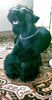 Riesenschnauzer Foto: ich komme aus Amerika bin 9 Monate jung (ID 18130) Riesenschnauzer Hund