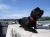 Riesenschnauzer Foto: Diana con todos los santos / 1,5 Jahre alt (ID 17806) Riesenschnauzer Hund