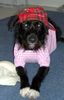 Riesenschnauzer Foto: bin ich cool (ID 11504) Riesenschnauzer Hund