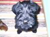 Riesenschnauzer Foto: Hallo was macht der alte den schon wieder!?? (ID 8355) Riesenschnauzer Hund