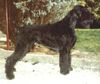 Riesenschnauzer Foto: Multi Ch Johnny Walker v d Frankenfurt (ID 9493) Riesenschnauzer Hund