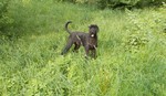 Riesenschnauzer Foto: 2 Jahre ist er nun Alt Xari Rex (ID 47576) Riesenschnauzer Hund