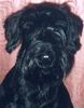Riesenschnauzer Foto: Das ist meine (ID 5914) Riesenschnauzer Hund